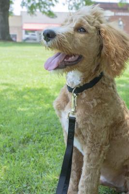 Show full view: Country Brook Petz Everyday Nylon Dog Collar, Black, 2X-Small: 7 to 9-in neck, 3/8-in wide slide 3 of 8