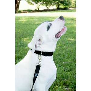 Country Brook Design American Made Deluxe Nylon Dog Collar, Black, Medium: 13 to 16-in neck, 3/4-in wide