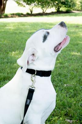 Show full view: Country Brook Petz Everyday Nylon Dog Collar, Black, Medium: 13 to 16-in neck, 3/4-in wide slide 2 of 8