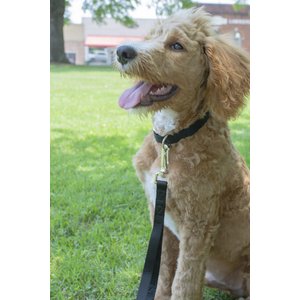 Country Brook Design American Made Deluxe Nylon Dog Collar, Black, Medium: 13 to 16-in neck, 3/4-in wide