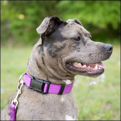 Show full view: Country Brook Petz Everyday Nylon Dog Collar, Bright Purple, Large: 16 to 22-in neck, 1-in wide slide 4 of 11