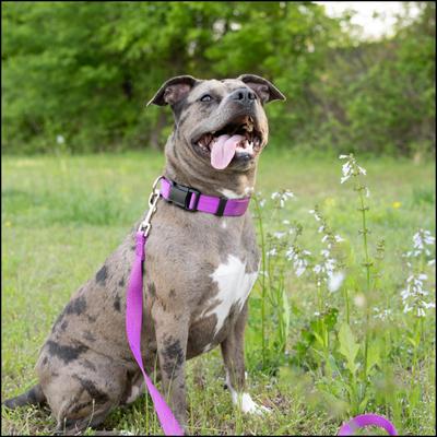 Show full view: Country Brook Petz Everyday Nylon Dog Collar, Bright Purple, Large: 16 to 22-in neck, 1-in wide slide 3 of 11