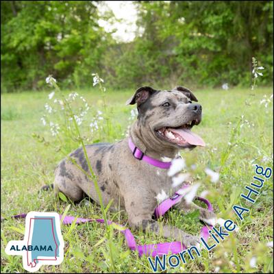 Show full view: Country Brook Petz Everyday Nylon Dog Collar, Bright Purple, Large: 16 to 22-in neck, 1-in wide slide 7 of 11