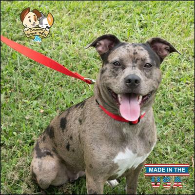 Show full view: Country Brook Petz Everyday Nylon Dog Collar, Bright Red, Large: 16 to 22-in neck, 1-in wide slide 2 of 10