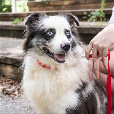 Show full view: Country Brook Petz Everyday Nylon Dog Collar, Bright Red, Medium: 13 to 16-in neck, 3/4-in wide slide 4 of 11