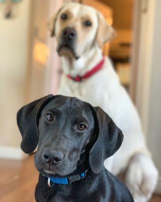 Show full view: Country Brook Petz Everyday Nylon Dog Collar, Bright Royal Blue, Small: 11 to 13-in neck, 3/4-in wide slide 2 of 7