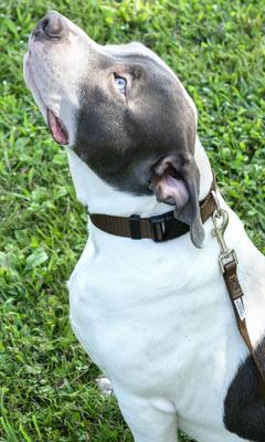 Show full view: Country Brook Petz Everyday Nylon Dog Collar, Brown, X-Small: 9 to 11-in neck, 3/8-in wide slide 2 of 8