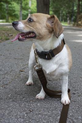 Show full view: Country Brook Petz Everyday Nylon Dog Collar, Brown, X-Small: 9 to 11-in neck, 3/8-in wide slide 3 of 8