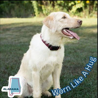 Show full view: Country Brook Petz Everyday Nylon Dog Collar, Burgundy, X-Small: 9 to 11-in neck, 3/8-in wide slide 7 of 11