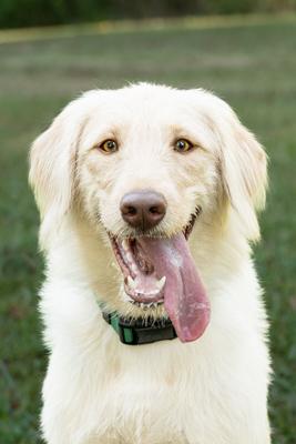 Show full view: Country Brook Petz Everyday Nylon Dog Collar, Christmas Green, Large: 16 to 22-in neck, 1-in wide slide 2 of 8