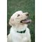 Show in main carousel: Country Brook Petz Everyday Nylon Dog Collar, Christmas Green, Medium: 13 to 16-in neck, 3/4-in wide slide 3 of 8