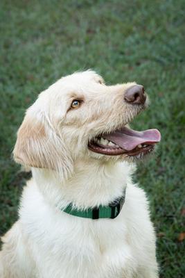 Show full view: Country Brook Petz Everyday Nylon Dog Collar, Christmas Green, Medium: 13 to 16-in neck, 3/4-in wide slide 3 of 8