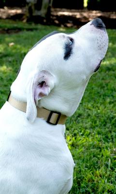 Show full view: Country Brook Petz Everyday Nylon Dog Collar, Copper Gold, Medium: 13 to 16-in neck, 3/4-in wide slide 3 of 8