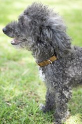 Country Brook Petz Everyday Nylon Dog Collar, Coyote Tan, Large: 16 to 22-in neck, 1-in wide slide 2 of 7