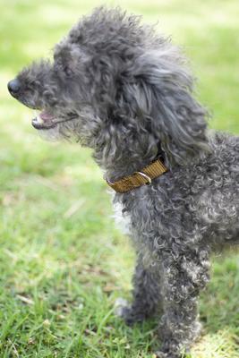 Show full view: Country Brook Petz Everyday Nylon Dog Collar, Coyote Tan, Medium: 13 to 16-in neck, 3/4-in wide slide 3 of 8