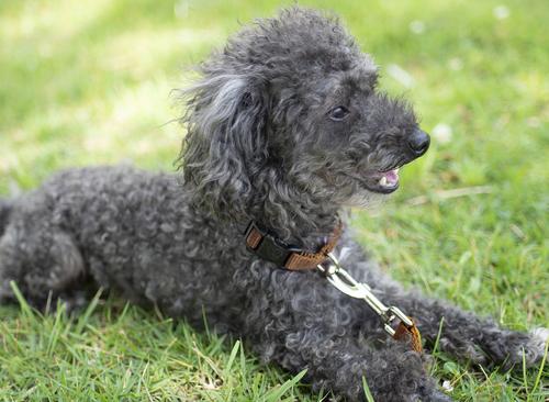 Show full view: Country Brook Petz Everyday Nylon Dog Collar, Coyote Tan, Small: 11 to 13-in neck, 3/4-in wide slide 2 of 8