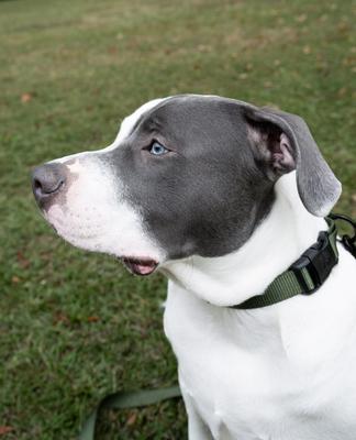 Show full view: Country Brook Petz Everyday Nylon Dog Collar, Dark Olive Drab, Medium: 13 to 16-in neck, 3/4-in wide slide 3 of 9