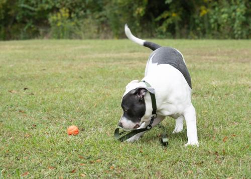 Show full view: Country Brook Petz Everyday Nylon Dog Collar, Dark Olive Drab, Medium: 13 to 16-in neck, 3/4-in wide slide 4 of 9