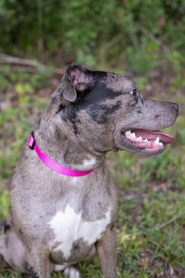 Show full view: Country Brook Petz Everyday Nylon Dog Collar, Fuchsia, Large: 16 to 22-in neck, 1-in wide slide 3 of 8