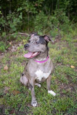Show full view: Country Brook Petz Everyday Nylon Dog Collar, Fuchsia, Medium: 13 to 16-in neck, 3/4-in wide slide 2 of 8