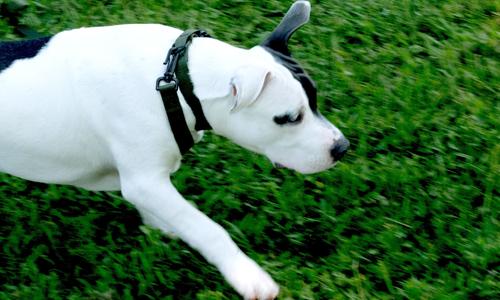 Show full view: Country Brook Petz Everyday Nylon Dog Collar, Green, Medium: 13 to 16-in neck, 3/4-in wide slide 5 of 9