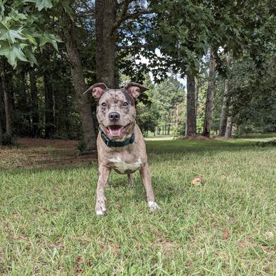 Show full view: Country Brook Petz Everyday Nylon Dog Collar, Green, X-Large: 18 to 26-in neck, 1-in wide slide 4 of 10