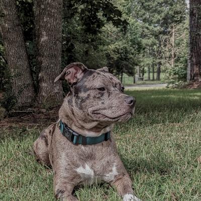 Show full view: Country Brook Petz Everyday Nylon Dog Collar, Green, X-Large: 18 to 26-in neck, 1-in wide slide 3 of 10