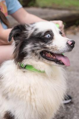 Show full view: Country Brook Petz Everyday Nylon Dog Collar, Hot Lime Green, Medium: 13 to 16-in neck, 3/4-in wide slide 3 of 9