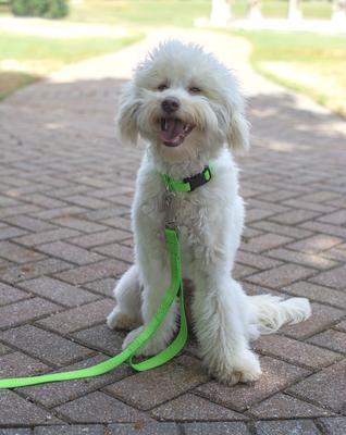 Show full view: Country Brook Petz Everyday Nylon Dog Collar, Hot Lime Green, Medium: 13 to 16-in neck, 3/4-in wide slide 4 of 9
