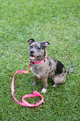 Show full view: Country Brook Petz Everyday Nylon Dog Collar, Hot Pink, Large: 16 to 22-in neck, 1-in wide slide 2 of 8