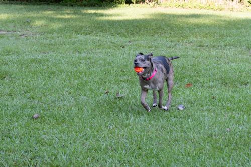 Show full view: Country Brook Petz Everyday Nylon Dog Collar, Hot Pink, Medium: 13 to 16-in neck, 3/4-in wide slide 3 of 8