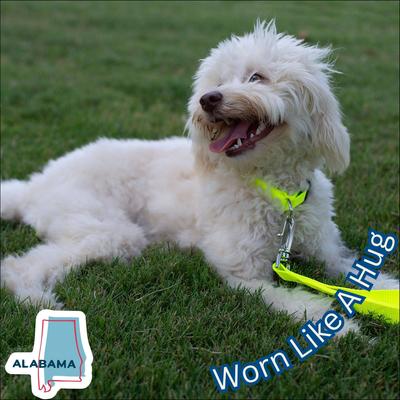 Show full view: Country Brook Petz Everyday Nylon Dog Collar, Hot Yellow, Large: 16 to 22-in neck, 1-in wide slide 4 of 11