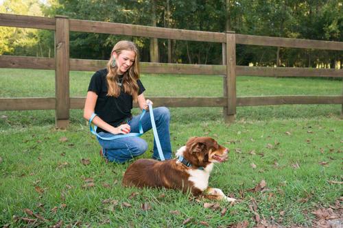Show full view: Country Brook Petz Everyday Nylon Dog Collar, Ice Blue, Small: 11 to 13-in neck, 3/4-in wide slide 3 of 9