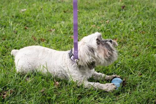 Show full view: Country Brook Petz Everyday Nylon Dog Collar, Lavender, Small: 11 to 13-in neck, 3/4-in wide slide 2 of 8