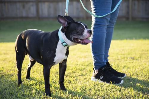 Show full view: Country Brook Petz Everyday Nylon Dog Collar, Light Cyan, Large: 16 to 22-in neck, 1-in wide slide 2 of 8
