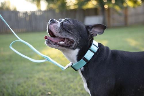 Show full view: Country Brook Petz Everyday Nylon Dog Collar, Light Cyan, Medium: 13 to 16-in neck, 3/4-in wide slide 3 of 8