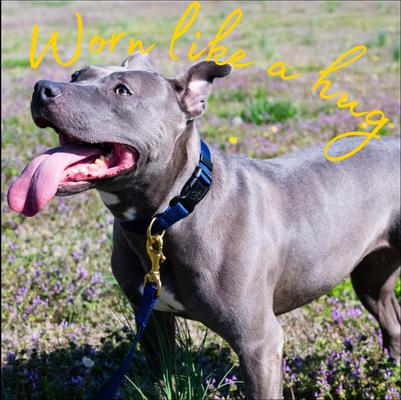 Show full view: Country Brook Petz Everyday Nylon Dog Collar, Navy Blue, Large: 16 to 22-in neck, 1-in wide slide 3 of 10