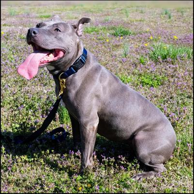 Show full view: Country Brook Petz Everyday Nylon Dog Collar, Navy Blue, Small: 11 to 13-in neck, 3/4-in wide slide 3 of 9