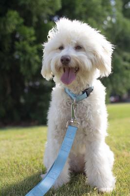 Show full view: Country Brook Petz Everyday Nylon Dog Collar, Ocean Blue, Small: 11 to 13-in neck, 3/4-in wide slide 3 of 8