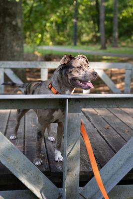 Show full view: Country Brook Petz Everyday Nylon Dog Collar, Orange, Large: 16 to 22-in neck, 1-in wide slide 4 of 9