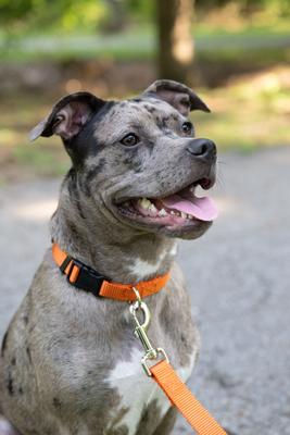 Show full view: Country Brook Petz Everyday Nylon Dog Collar, Orange, Large: 16 to 22-in neck, 1-in wide slide 3 of 9