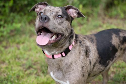 Show full view: Country Brook Petz Everyday Nylon Dog Collar, Pink, Medium: 13 to 16-in neck, 3/4-in wide slide 2 of 8