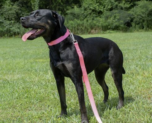 Show full view: Country Brook Petz Everyday Nylon Dog Collar, Pink, X-Large: 18 to 26-in neck, 1-in wide slide 4 of 5