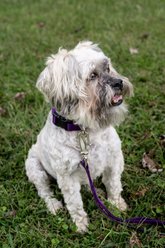 Country Brook Petz Everyday Nylon Dog Collar, Purple, Large: 16 to 22-in neck, 1-in wide slide 2 of 7