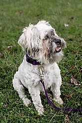 Country Brook Petz Everyday Nylon Dog Collar, Purple, Medium: 13 to 16-in neck, 3/4-in wide slide 2 of 7
