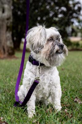 Show full view: Country Brook Petz Everyday Nylon Dog Collar, Purple, Medium: 13 to 16-in neck, 3/4-in wide slide 2 of 8
