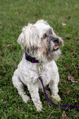 Show full view: Country Brook Petz Everyday Nylon Dog Collar, Purple, X-Small: 9 to 11-in neck, 3/8-in wide slide 3 of 8