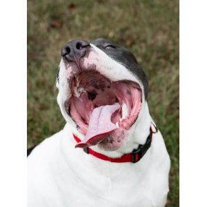 Country Brook Petz Everyday Nylon Dog Collar, Red, Large: 16 to 22-in neck, 1-in wide
