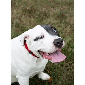 Country Brook Petz Everyday Nylon Dog Collar, Red, Large: 16 to 22-in neck, 1-in wide