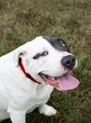 Show full view: Country Brook Petz Everyday Nylon Dog Collar, Red, Large: 16 to 22-in neck, 1-in wide slide 3 of 8